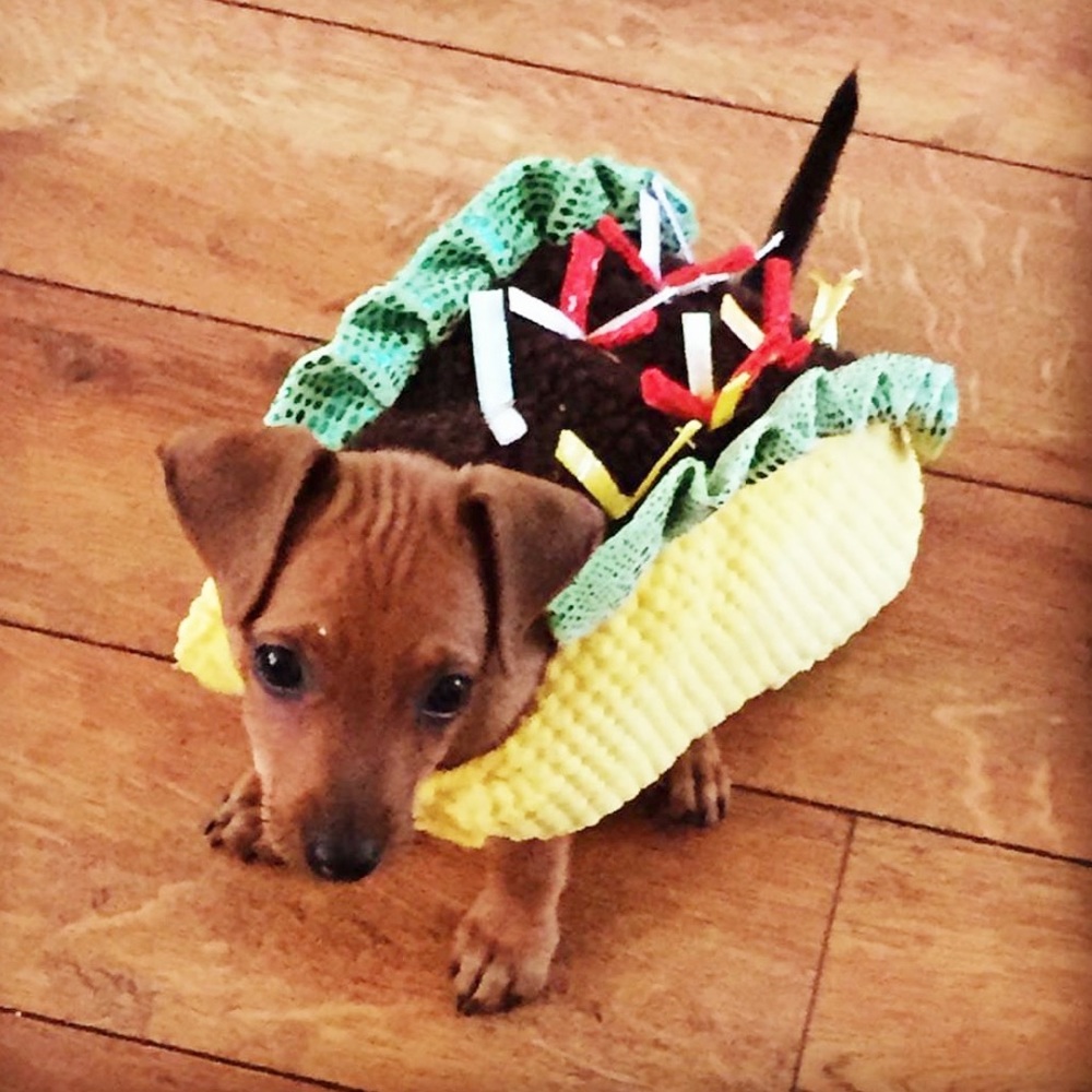 ❤️ Small Dog Taco Costume